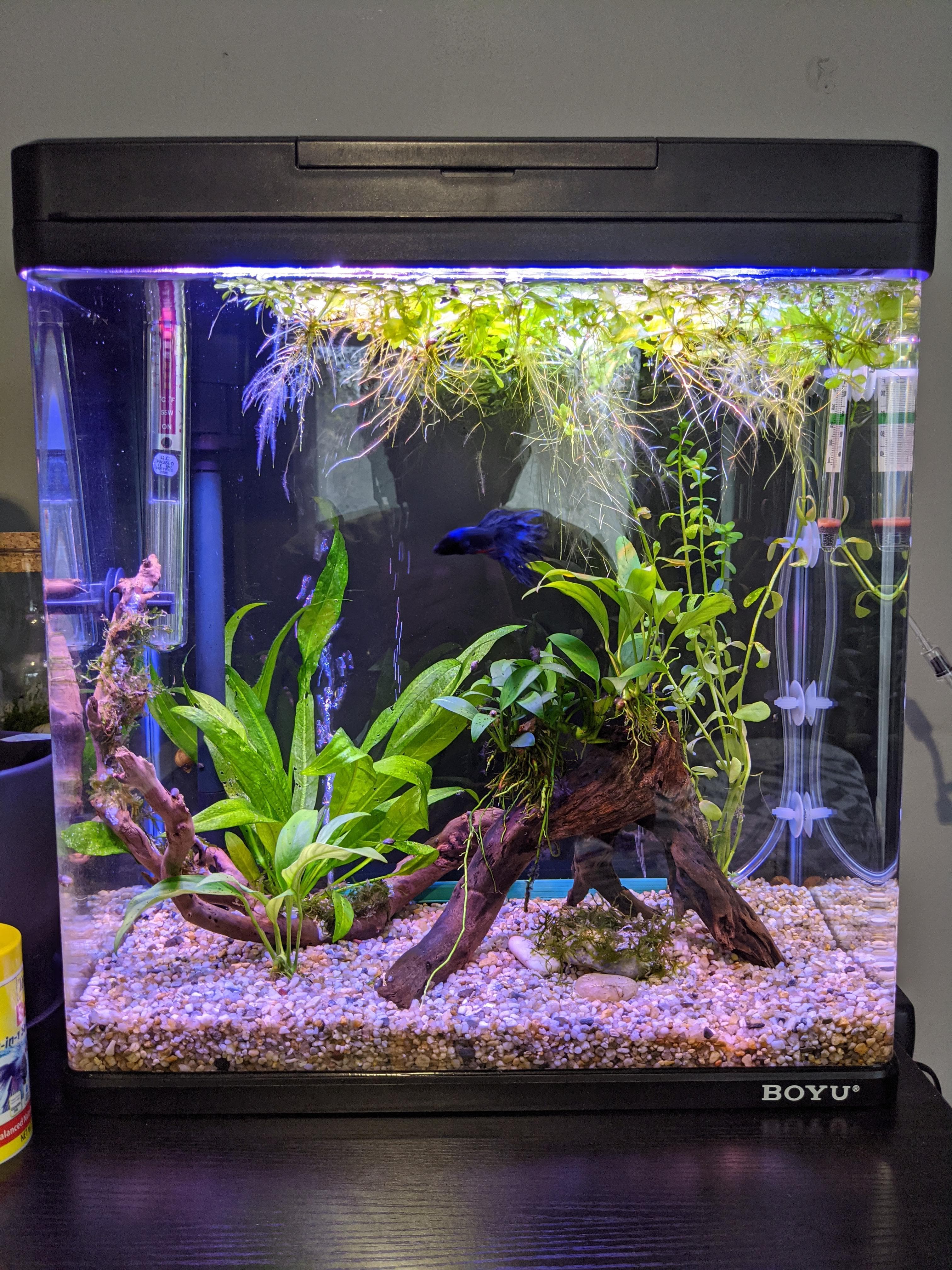 Bettas